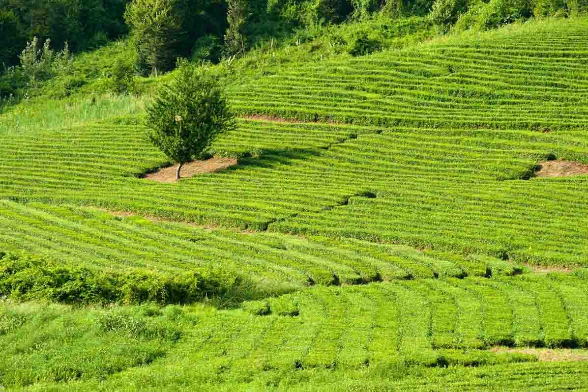 Чайные плантации недалеко от Дагомысе